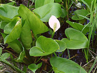 Calla palustris