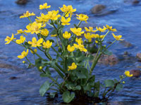 Caltha palustris