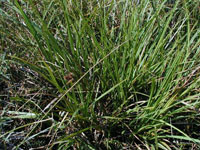 Carex gigantea