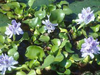 Eichornia crassipes