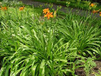 Hemerocallis