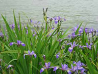 Iris versicolor