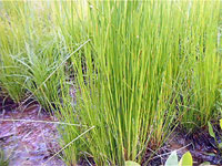 Juncus effucus