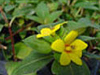 Lysmachia nummularia