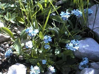 Myosotis palustris
