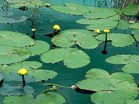 Nuphar luteum