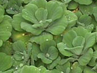 Pistia stratiotes