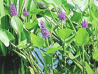 Pontederia cordata (***)