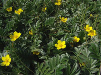 Potentilla anserina