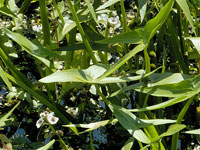 Sagittaria sagittifolia