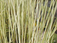 Scirpus lacustris 