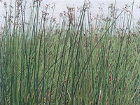 Scirpus lacustris