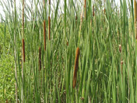 Typha angustifolia