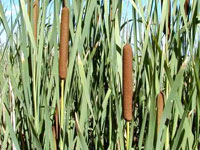 Typha latifolia