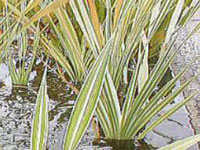 Typha latifolia 