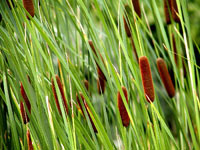 Typha laxmannii