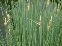 Typha minima