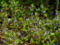 Veronica beccabunga